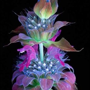 Meet your Posher, Lee